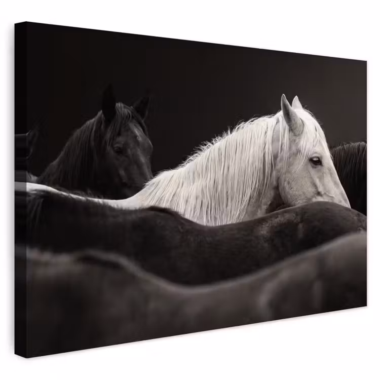 Buiten canvas - Paarden - Zwart - Wit - Kudde — 1
