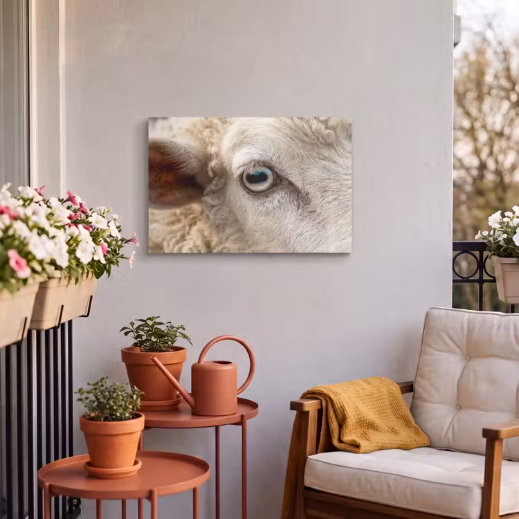 Buiten canvas - Schaap - Oog - Wit — 4