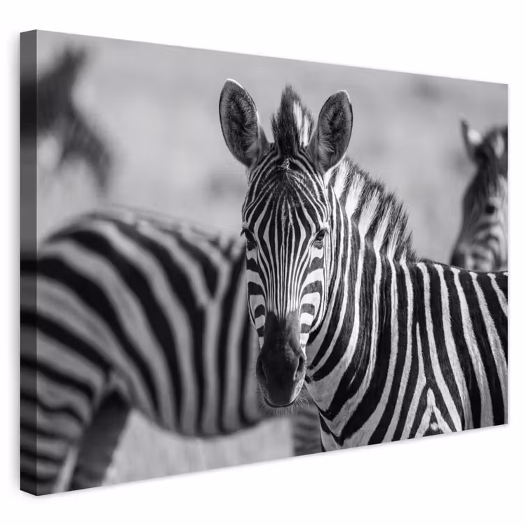 Buiten canvas - Zebra's - Zwart - Wit — 1