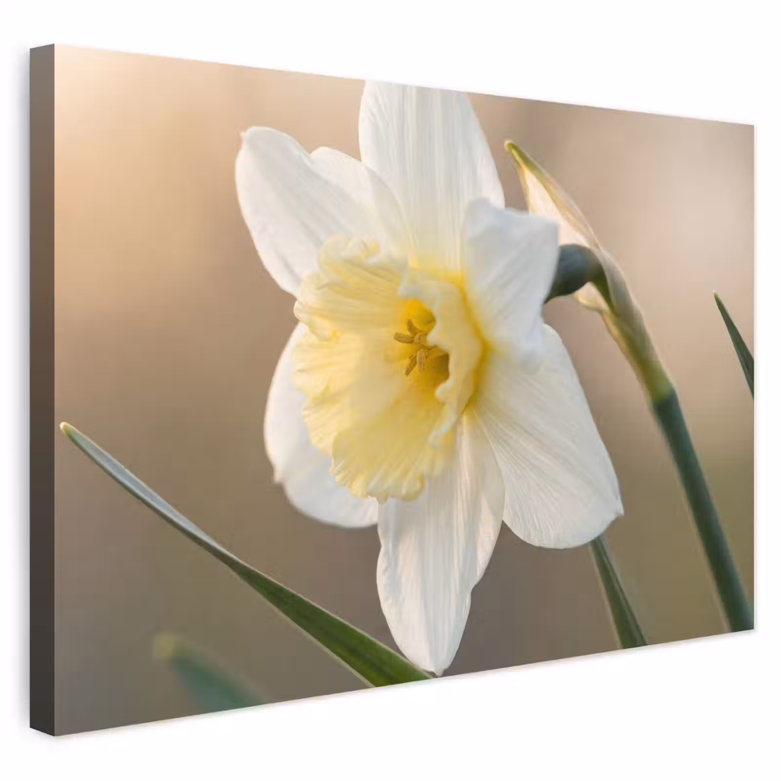 Buiten canvas - Narcis - Bloem - Minimalistisch — 1