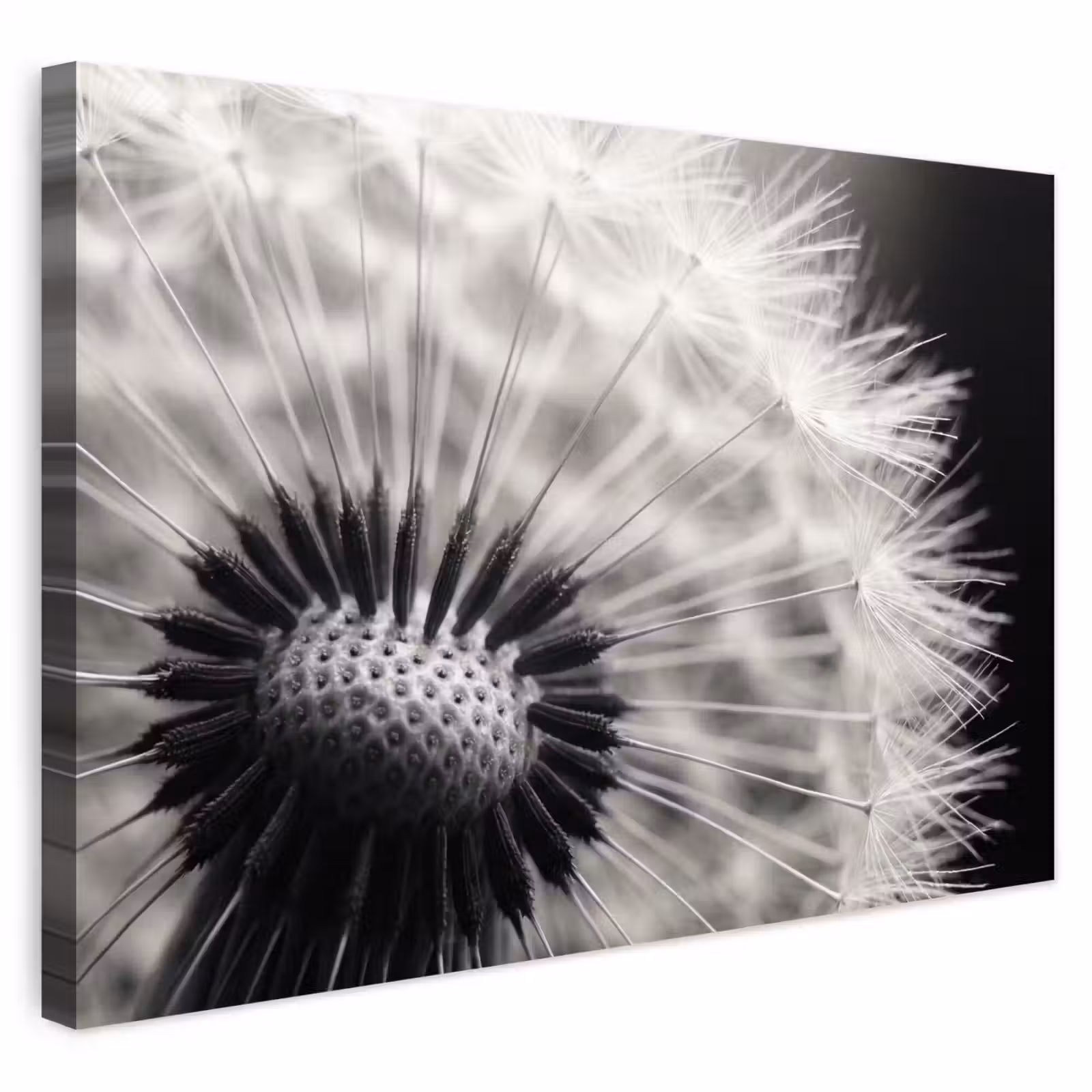 Buiten canvas - Paardenbloem - Zwart - Wit — 1