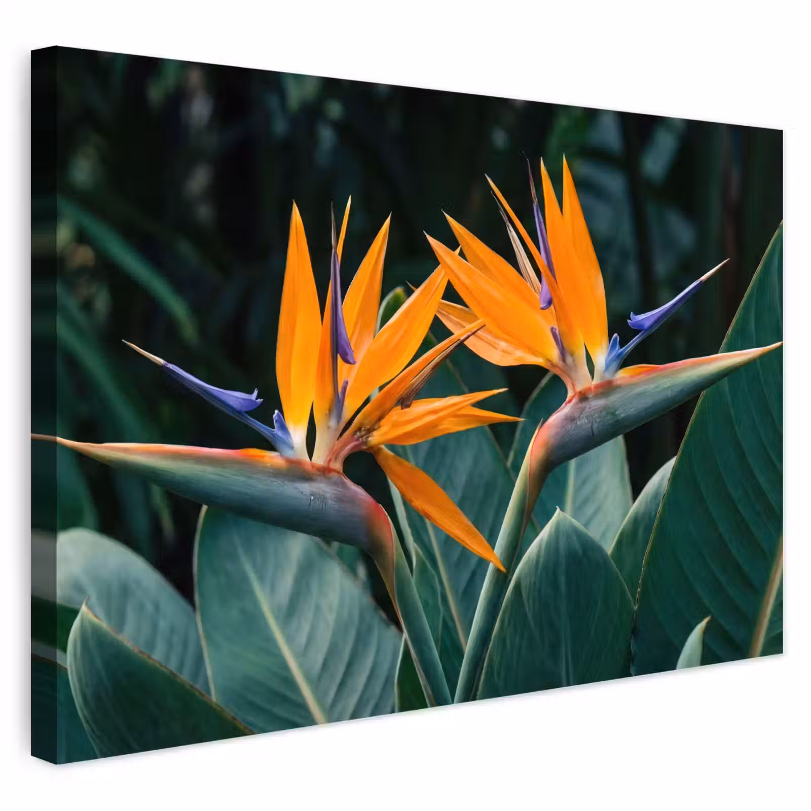 Buiten canvas - Paradijsvogel - Bloem - Exotisch — 1