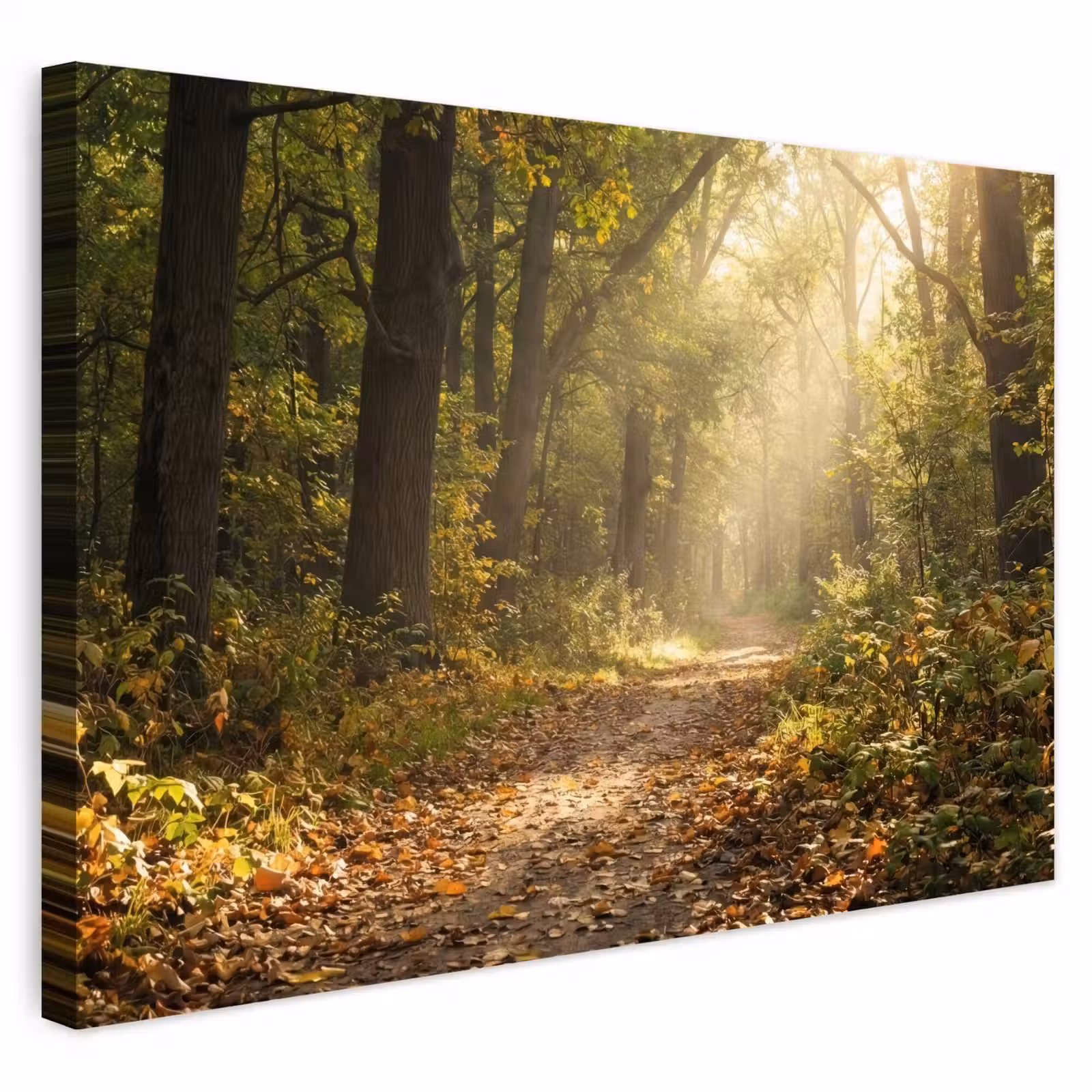 Buiten canvas - Zonlicht - Bospad - Bomen — 1
