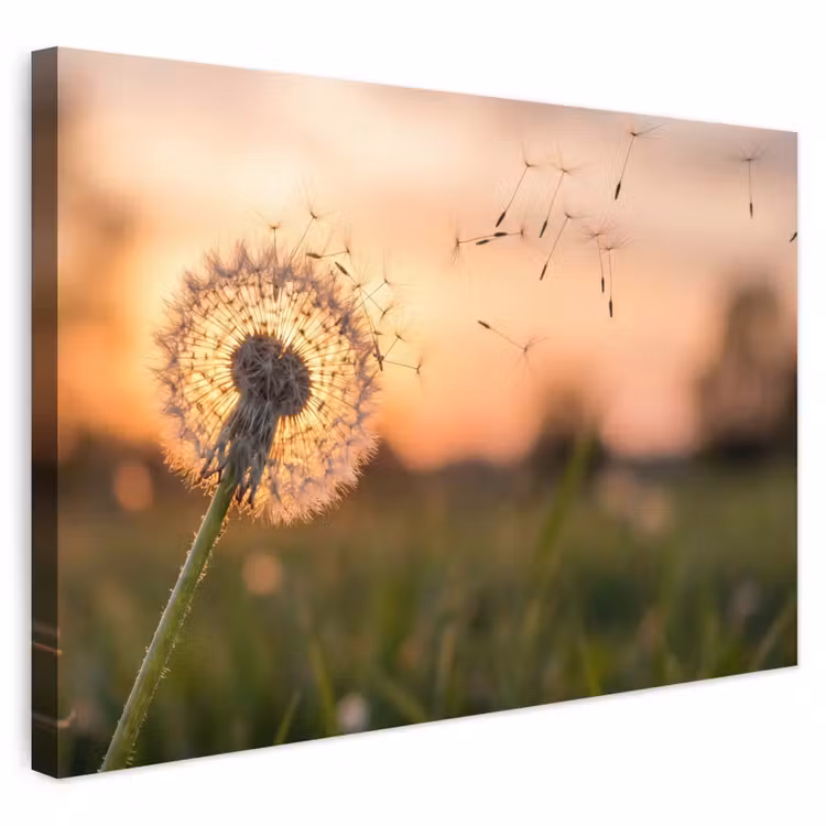 Buiten canvas - Paardenbloem - Zonsondergang - Veld — 1