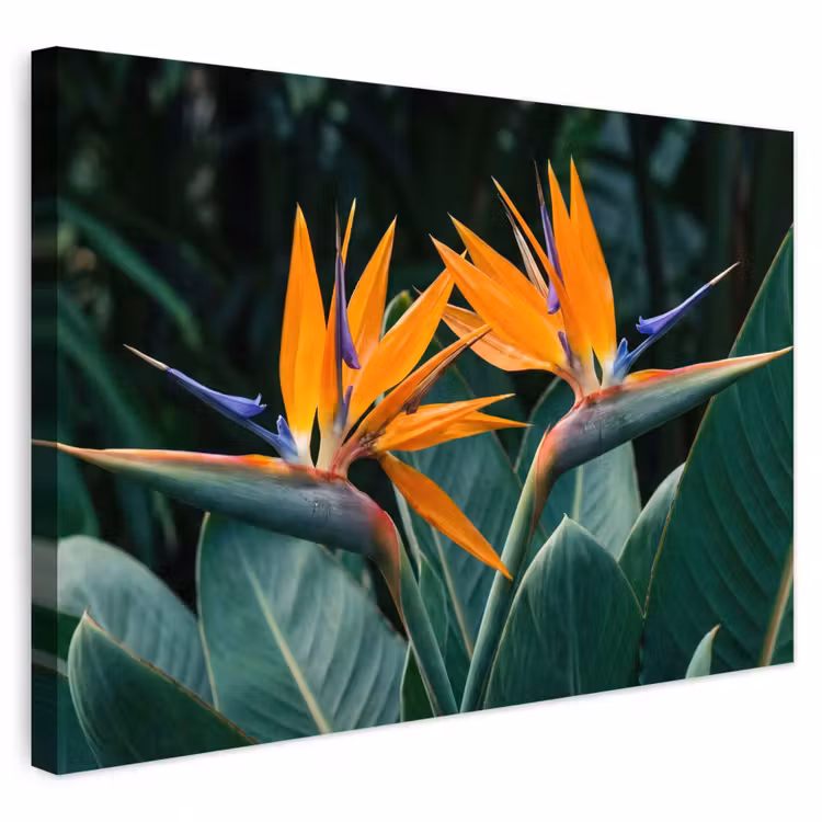 Buiten canvas - Paradijsvogel - Bloem - Exotisch — 1