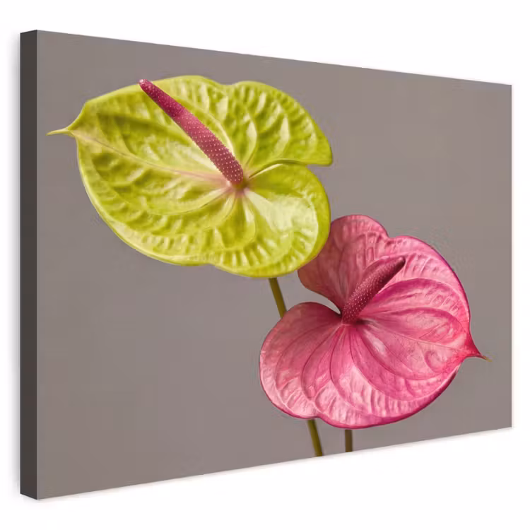 Buiten canvas - Planten - Anthurium - Groen - Roze — 1