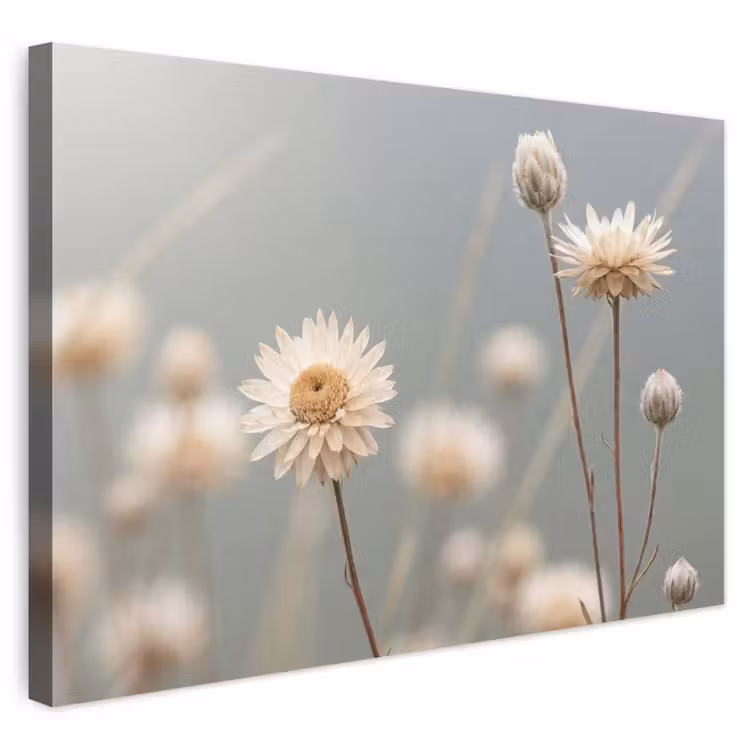 Buiten canvas - Strobloemen - Wit - Daglicht — 1