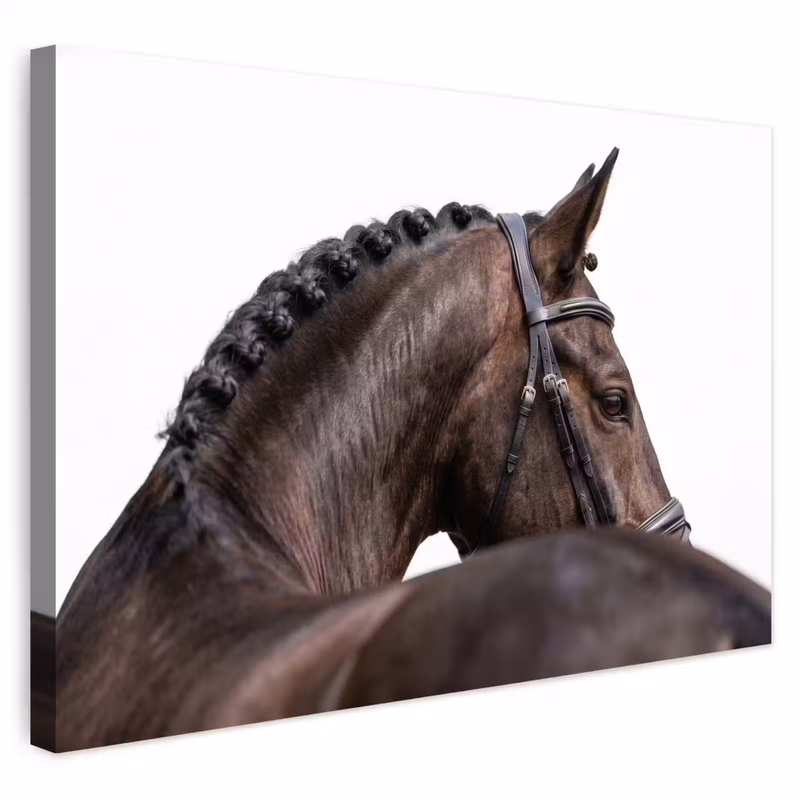 Buiten canvas - Portret - Paard - Elegant — 1