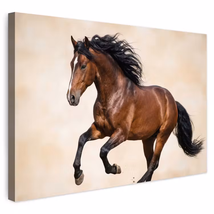 Buiten canvas - Paard - Galop - Energie — 1