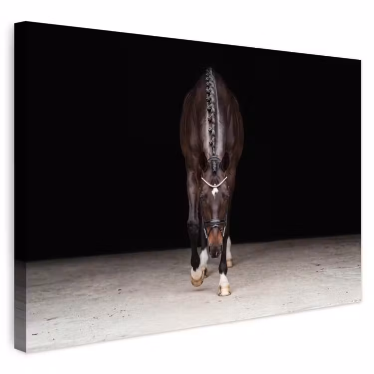 Buiten canvas - Paard - Modern - Portret — 1