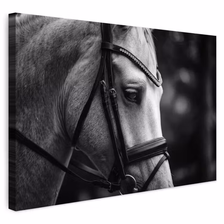 Buiten canvas - Paard - Schimmel - Portret — 1