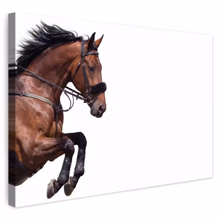 Buiten canvas - Paard - Springen - Modern — 1