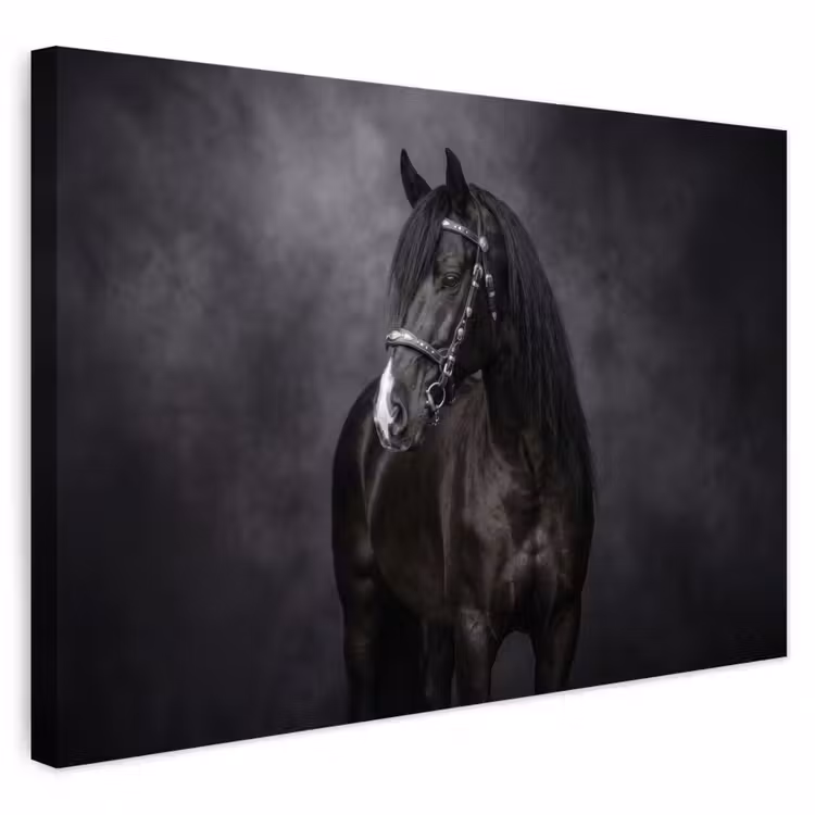 Buiten canvas - Portret - Paard - Zwart — 1