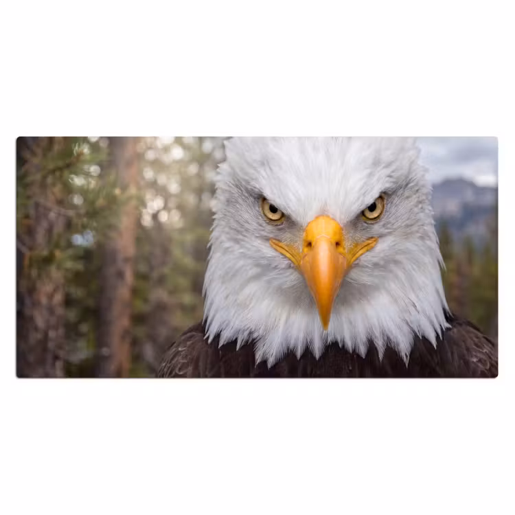 Bureau onderlegger - Amerikaans - Zeearend - Portret - Geel — 2