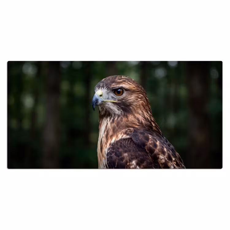 Bureau onderlegger - Buizerd - Roofvogel - Natuur - Bruin — 2