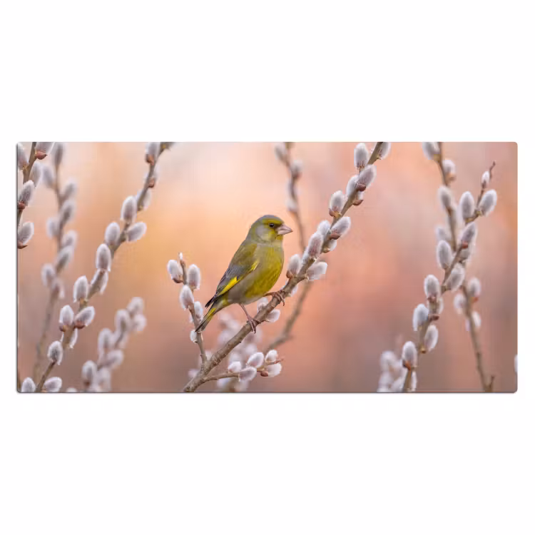 Bureau onderlegger - Groenling - Katjes - Lente - Natuur - Zacht — 2