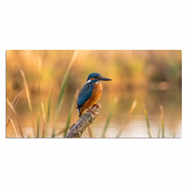 Bureau onderlegger - IJsvogel - Tak - Water - Kleurrijk - Levendig — 2
