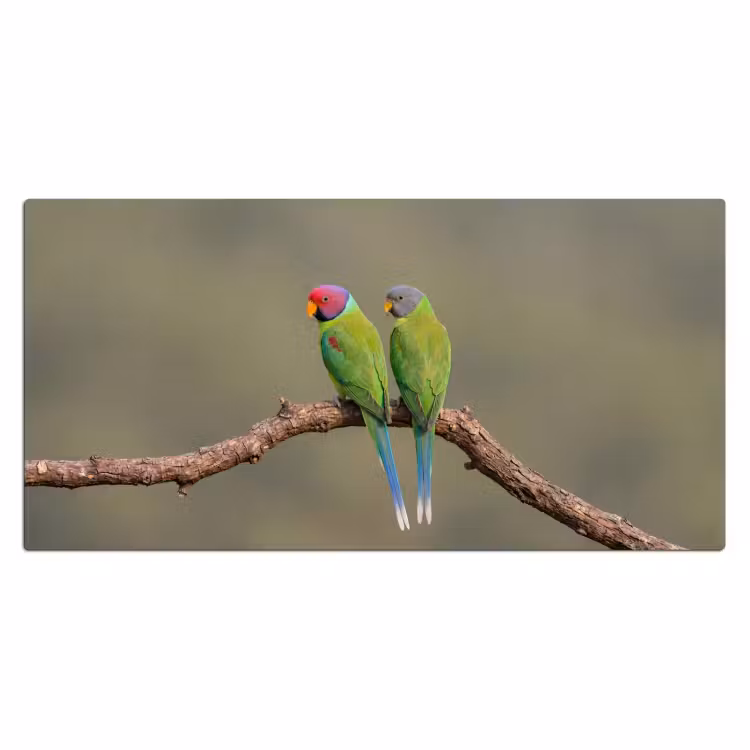 Bureau onderlegger - Papagaai - Tak - Natuur - Kleurrijk — 2