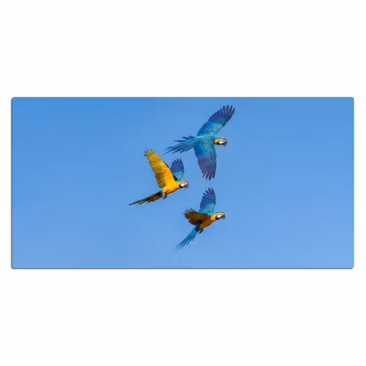 Bureau onderlegger - Papagaai - Vliegen - Blauw - Geel — 2