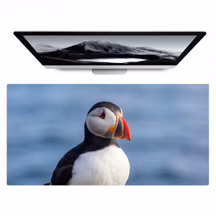 Bureau onderlegger - Papegaaiduiker - Portret - Natuur — 1