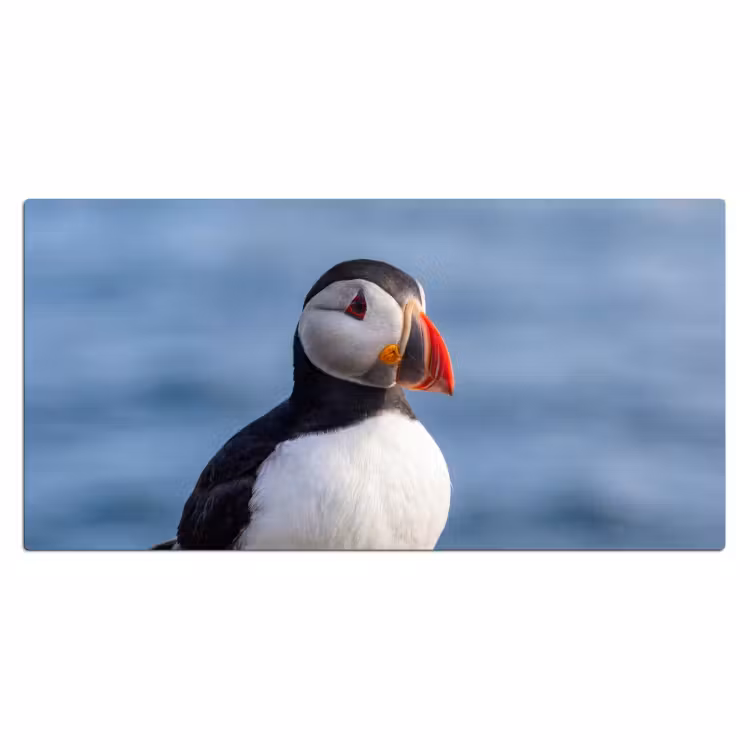Bureau onderlegger - Papegaaiduiker - Portret - Natuur — 2