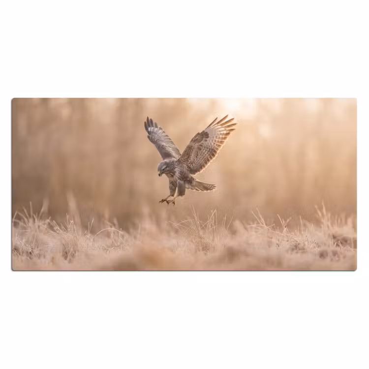 Bureau onderlegger - Buizerd - Roofvogel - Natuur - Bruin — 2