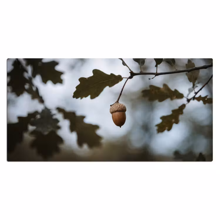 Bureau onderlegger - Eikel - Eikenblad - Bos - Herfst - Natuur — 2