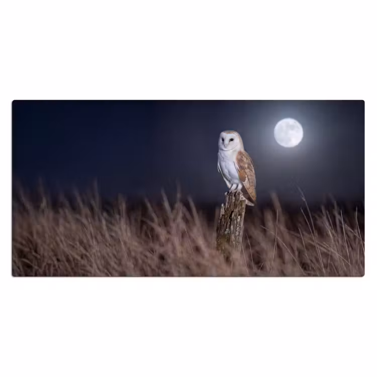 Bureau onderlegger - Kerkuil - Maan - Nacht — 2