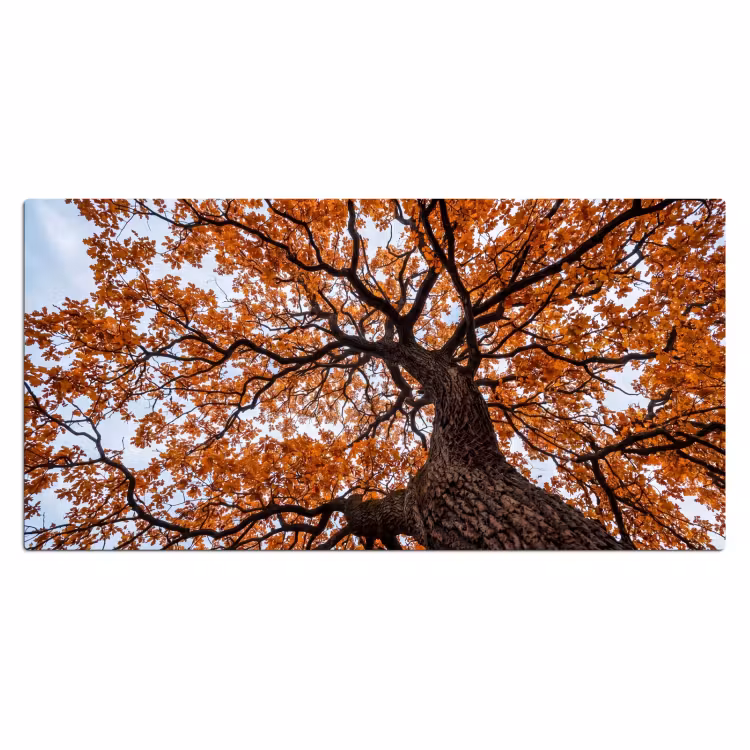 Bureau onderlegger - Boom - Bladerdak - Herfst - Oranje - Sfeervol — 2