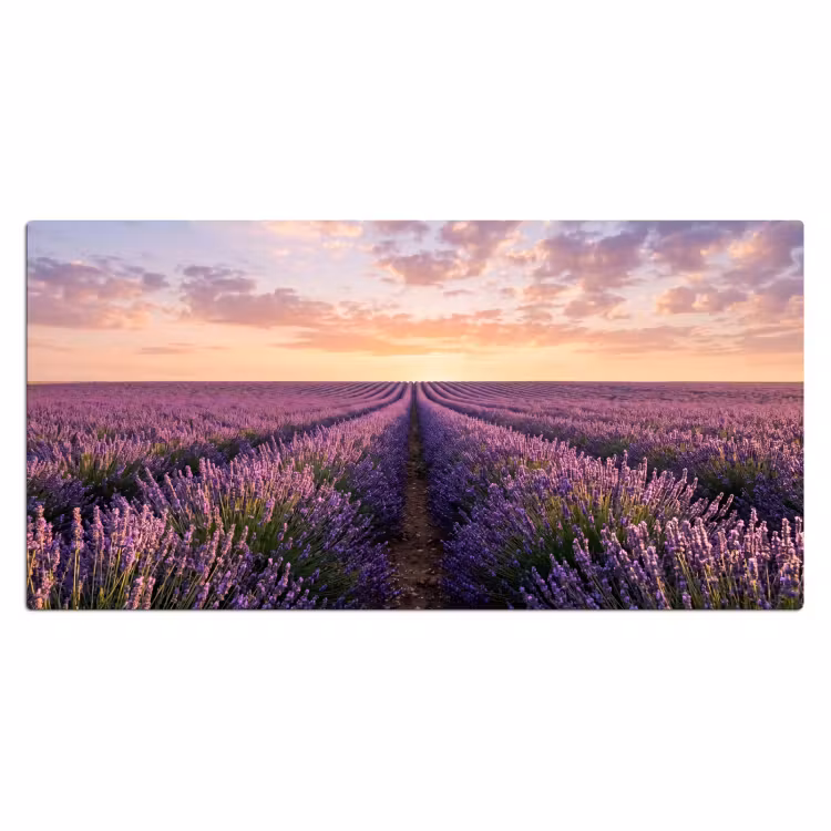 Bureau onderlegger - Landschap - Lavendelveld - Paars — 2