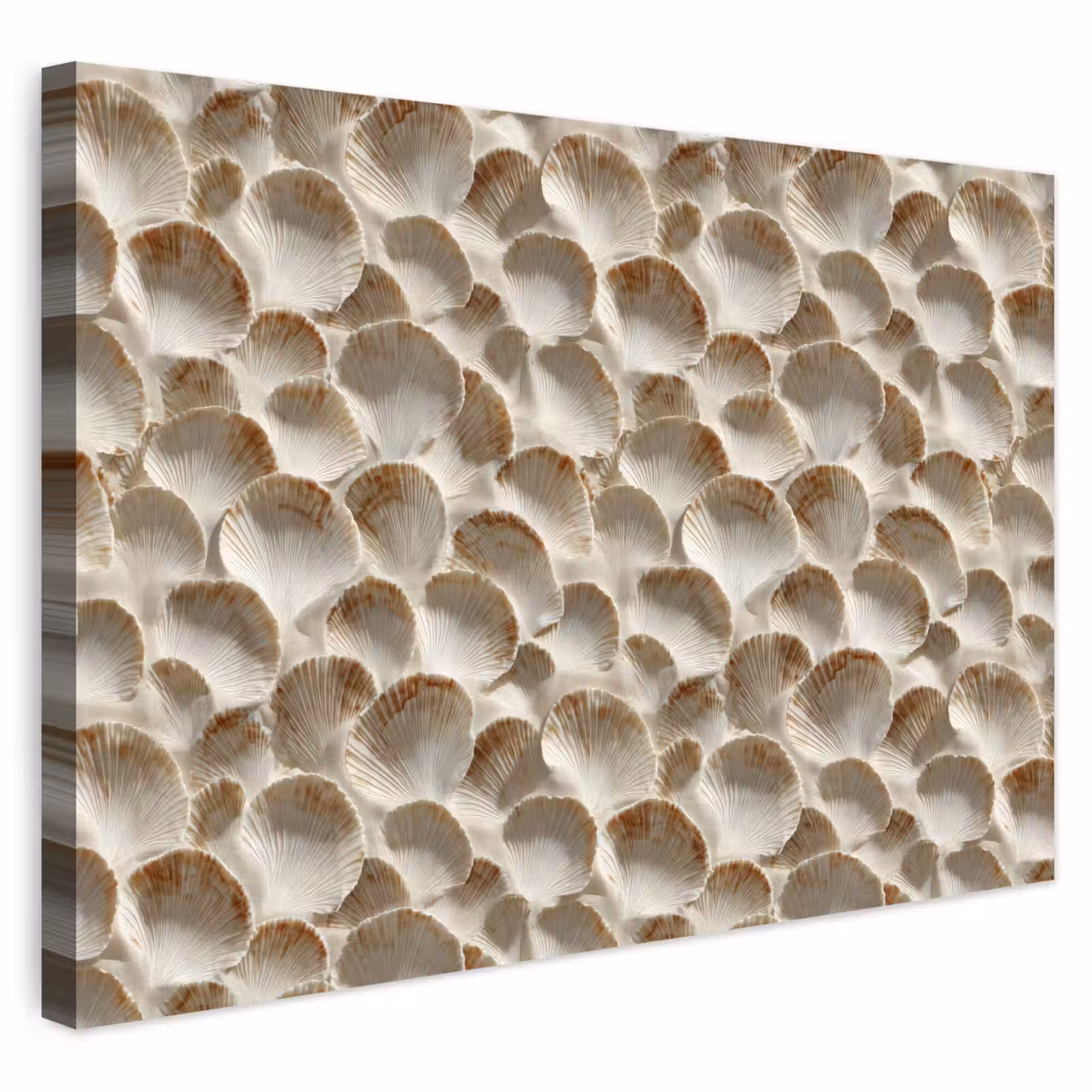 Buiten canvas - Schelpen - Waaiervorm - Wit — 1