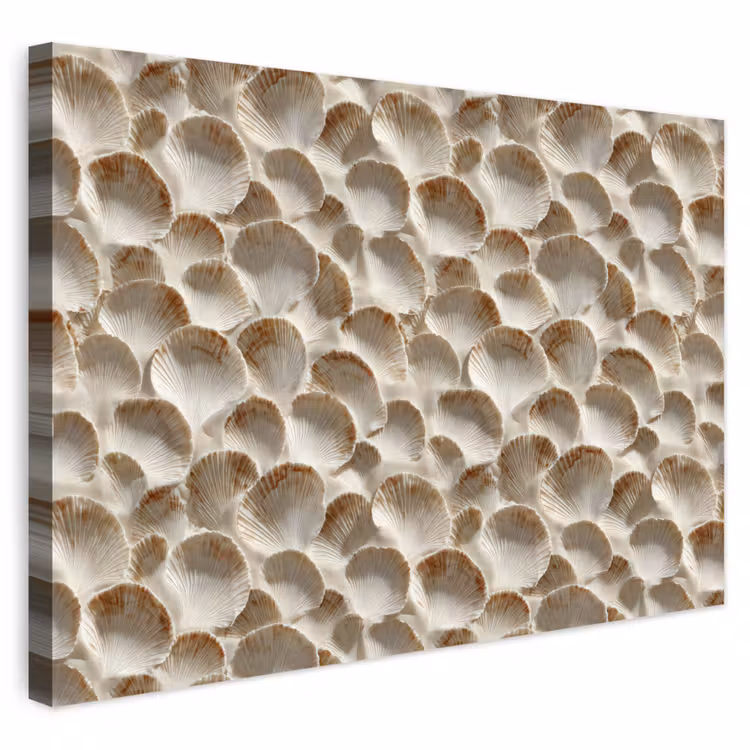 Buiten canvas - Schelpen - Waaiervorm - Wit — 1