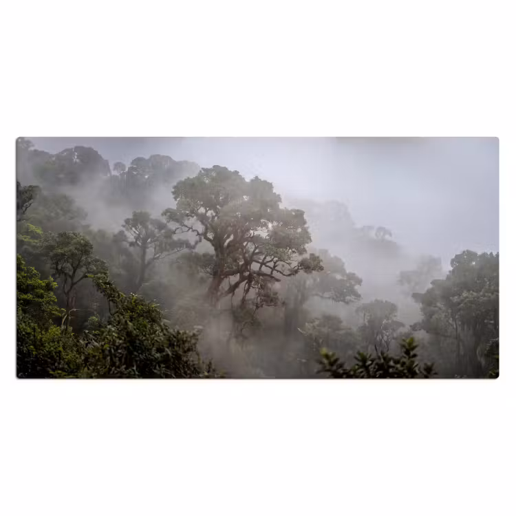 Bureau onderlegger - Boom - Mistig - Bos - Groen - Natuur — 2