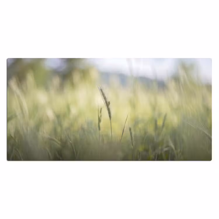 Bureau onderlegger - Graan - Aar - Natuur - Groen - Detail — 2