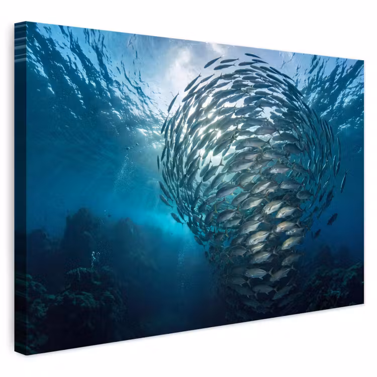 Buiten canvas - Vis - School - Oceaan - Natuur - Blauw — 1