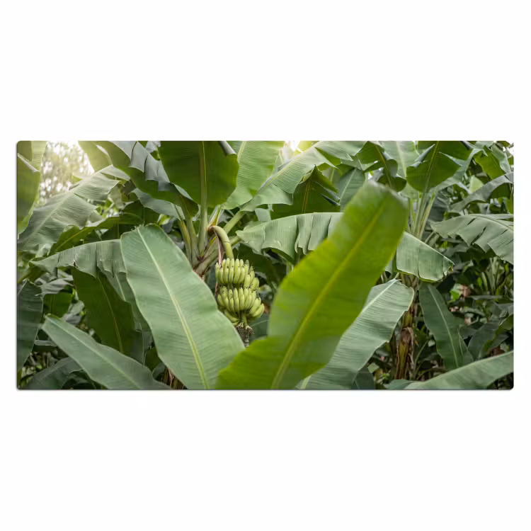 Bureau onderlegger - Eten - Bananen - Plantage - Groen — 2