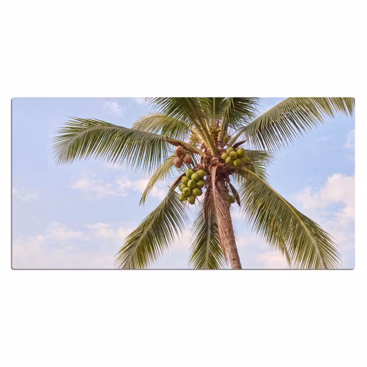 Bureau onderlegger - Kokosnoot - Boom - Tropisch - Natuur - Groen — 2