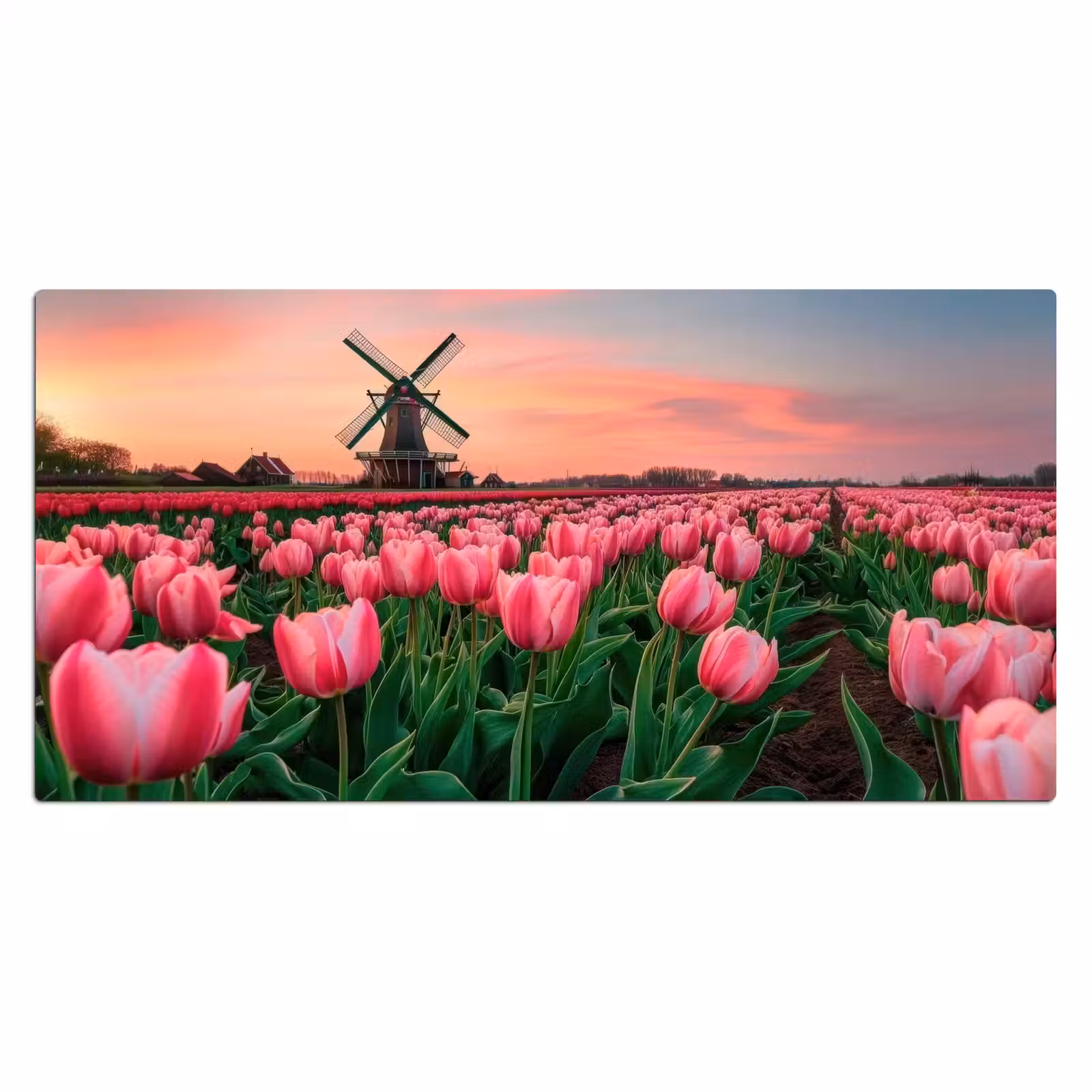 Bureau onderlegger - Tulpen - Molen - Nederland — 1