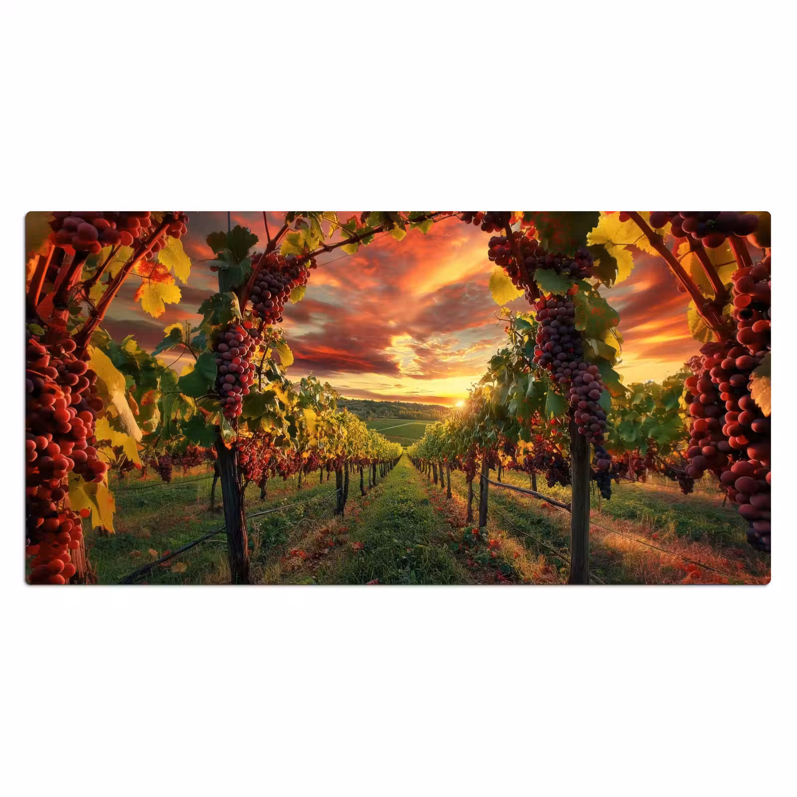 Bureau onderlegger - Wijngaard - Druiven - Zonsondergang — 1