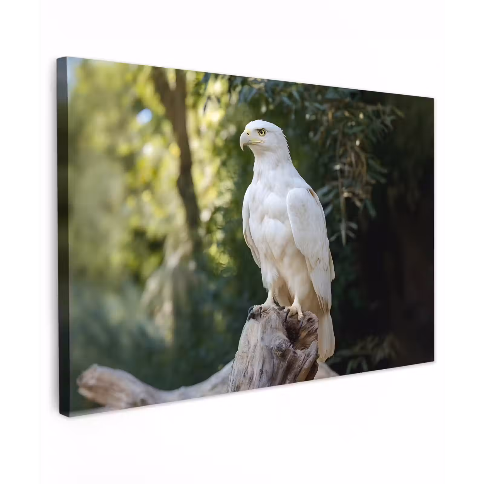 Canvas schilderij - Arend - Hout - Wit - Planten — 1