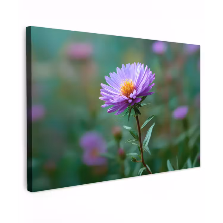 Canvas schilderij - Aster - Paars - Bloem - Blaadjes — 1