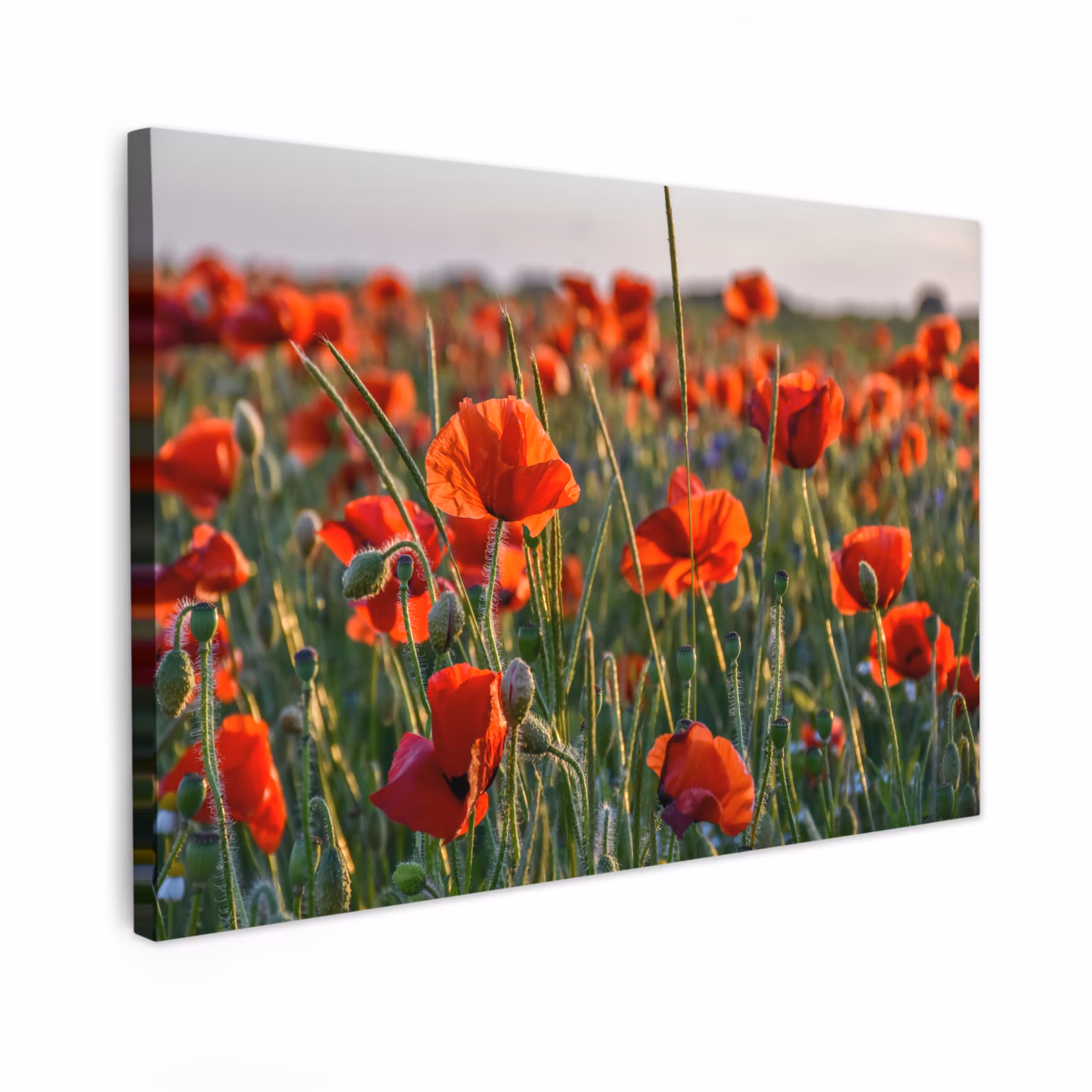 Canvas schilderij - Bloemen - Klaprozen - Natuur - Rood — 1