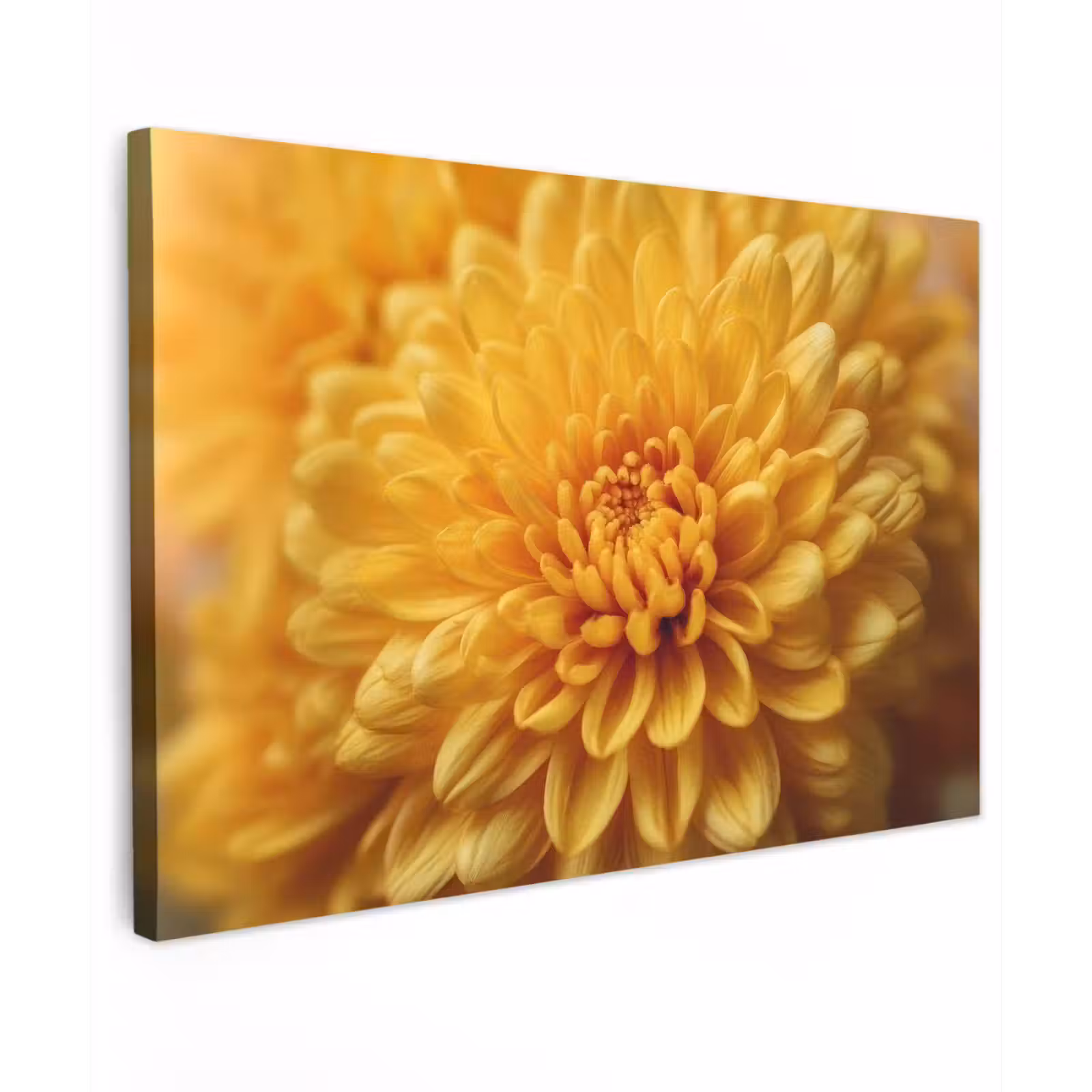 Canvas schilderij - Geel - Chrysant - Zachtheid — 1