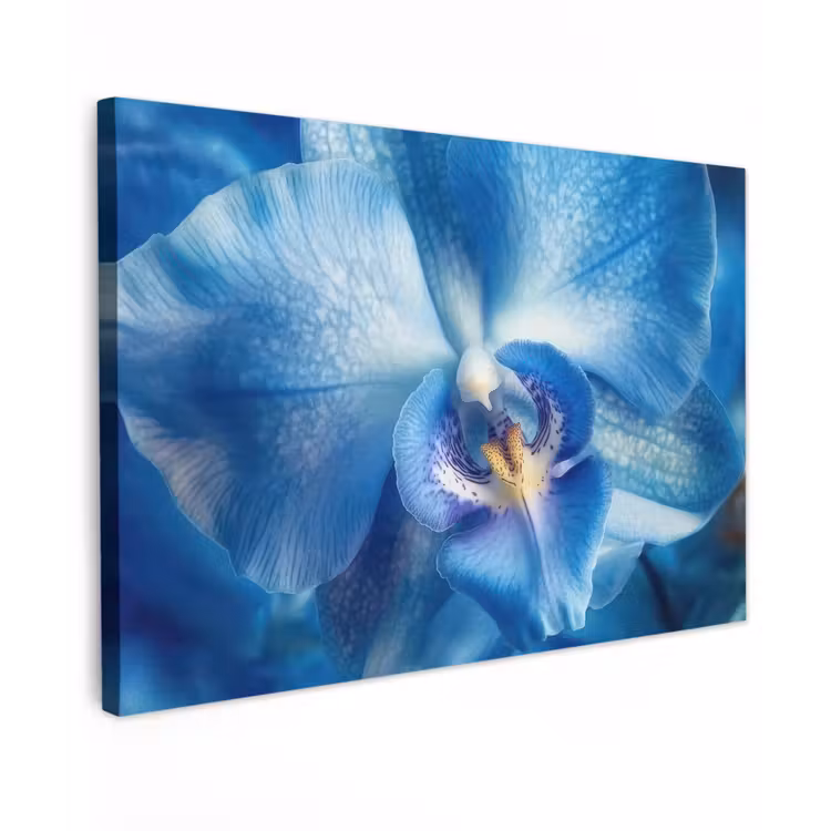 Canvas schilderij - Blauw - Orchidee - Elegeant — 1