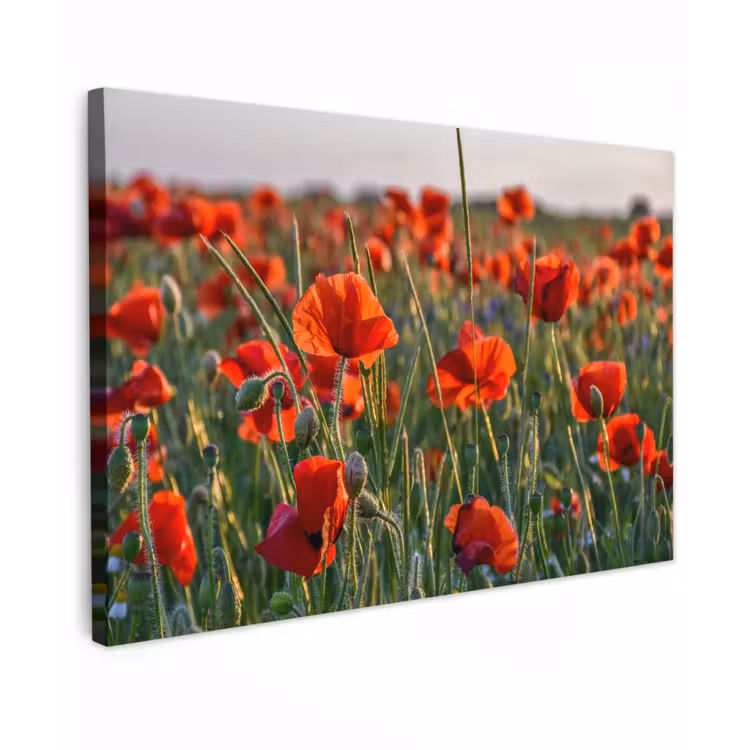 Canvas schilderij - Bloemen - Klaprozen - Natuur - Rood — 1