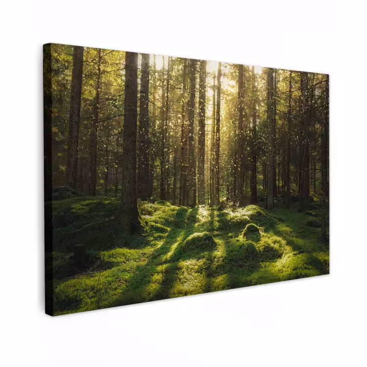 Canvas schilderij - Bomen - Bos - Mos - Planten - Zon - Natuur — 1