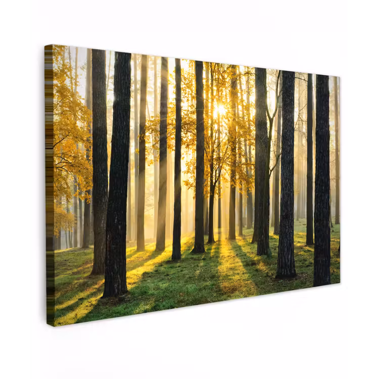 Canvas schilderij - Bos - Zon - Bomen - Gras - Landschap - Natuur — 1