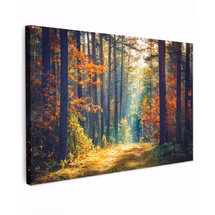 Canvas schilderij - Bos - Zon - Natuur - Herfst — 1