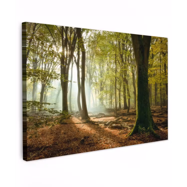 Canvas schilderij - Bos - Zon - Seizoenen - Landschap — 1