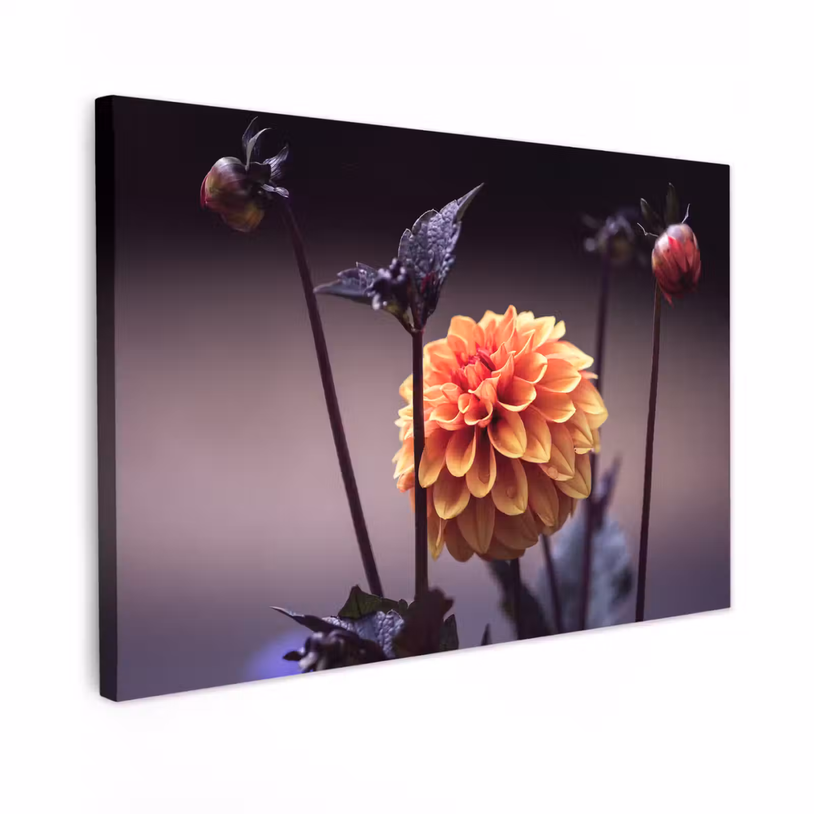 Canvas schilderij - Bloemen - Chrysant - Macro - Planten — 1